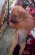 maezinha e bebes