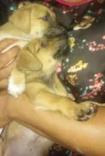 maezinha e bebes