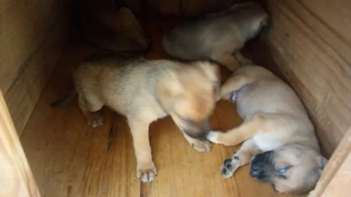 Cachorro ra a srd idade Abaixo de 2 meses nome maezinha e bebes
