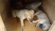 maezinha e bebes