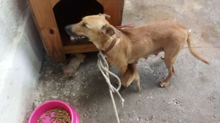 Cachorro ra a srd idade Abaixo de 2 meses nome maezinha e bebes