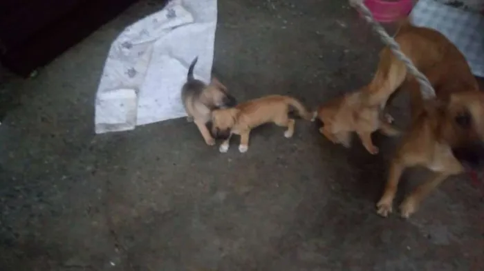 Cachorro ra a srd idade Abaixo de 2 meses nome maezinha e bebes