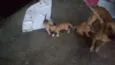 maezinha e bebes
