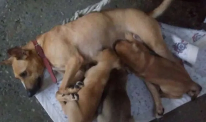 Cachorro ra a srd idade Abaixo de 2 meses nome maezinha e bebes