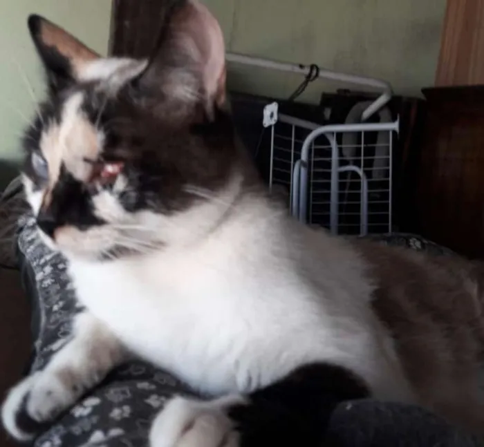 Gato ra a SRD idade 7 a 11 meses nome FLORZINHA 