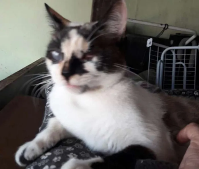 Gato ra a SRD idade 7 a 11 meses nome FLORZINHA 