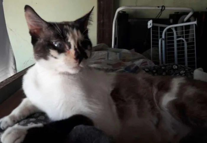 Gato ra a SRD idade 7 a 11 meses nome FLORZINHA 