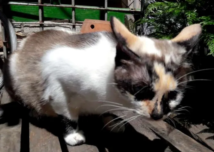 Gato ra a SRD idade 7 a 11 meses nome FLORZINHA 