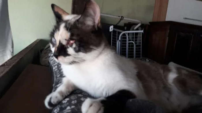 Gato ra a SRD idade 7 a 11 meses nome FLORZINHA 