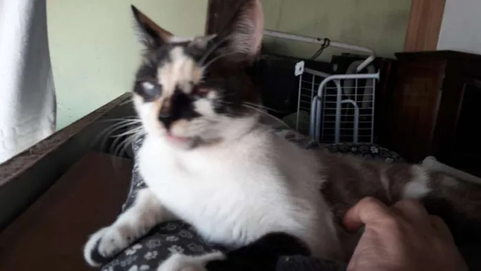 Gato ra a SRD idade 7 a 11 meses nome FLORZINHA 