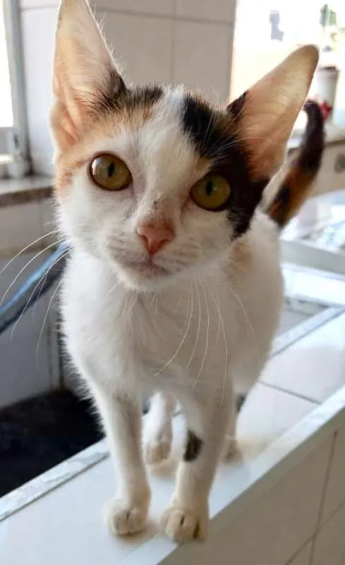 Gato ra a SRD idade 2 a 6 meses nome SOPHIE 