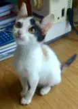 SOPHIE 