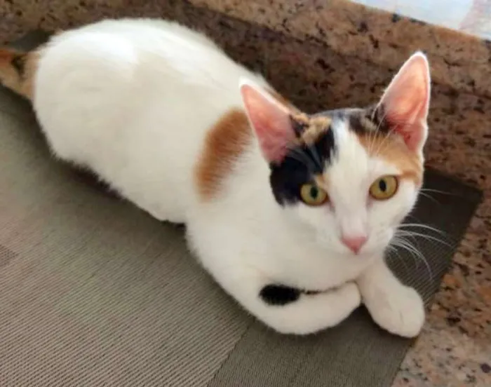 Gato ra a SRD idade 2 a 6 meses nome SOPHIE 