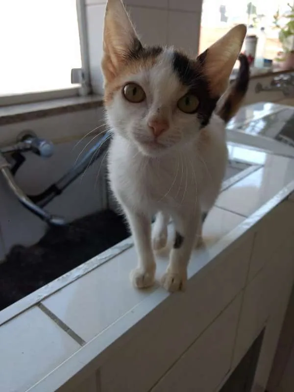 Gato ra a SRD idade 2 a 6 meses nome SOPHIE 