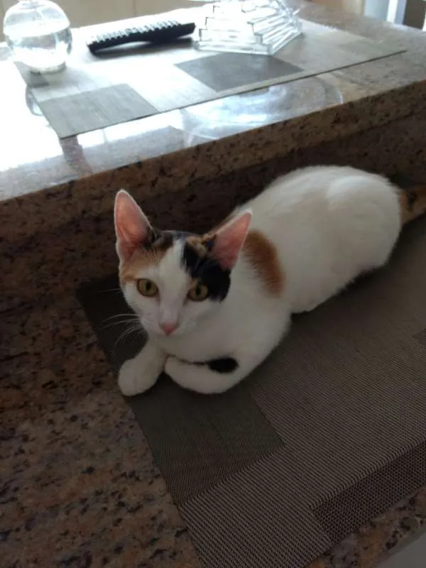 Gato ra a SRD idade 2 a 6 meses nome SOPHIE 