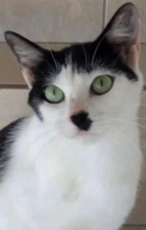 Gato ra a SRD idade 7 a 11 meses nome MARIE