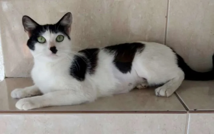 Gato ra a SRD idade 7 a 11 meses nome MARIE