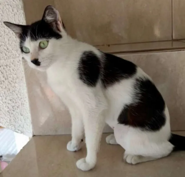 Gato ra a SRD idade 7 a 11 meses nome MARIE
