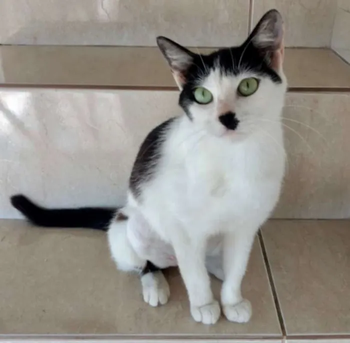 Gato ra a SRD idade 7 a 11 meses nome MARIE