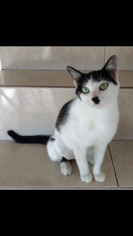 Gato ra a SRD idade 7 a 11 meses nome MARIE