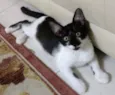 BOLINHA