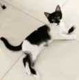 BOLINHA