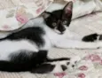 BOLINHA