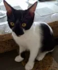 BOLINHA