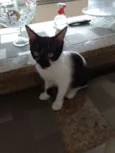 BOLINHA
