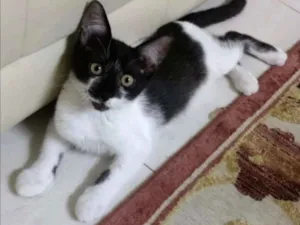 Gato raça SRD idade  nome BOLINHA