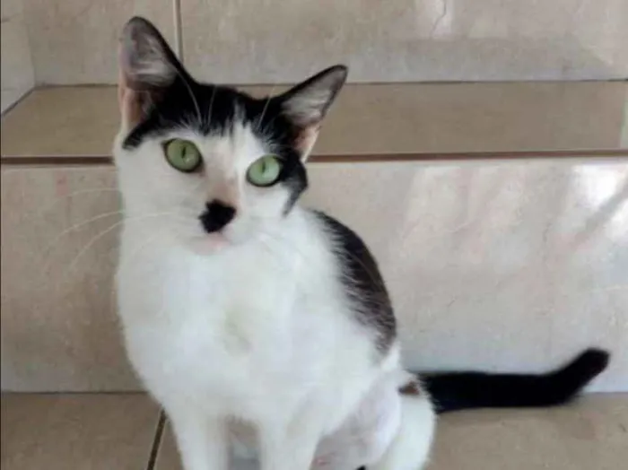 Gato ra a SRD idade 7 a 11 meses nome MARIE