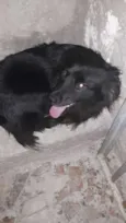 fofa
