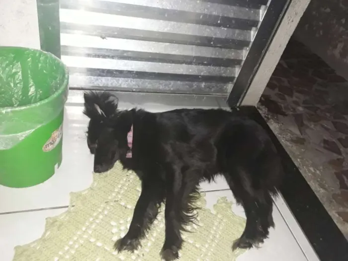 Cachorro ra a srd idade 1 ano nome fofa