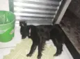 fofa