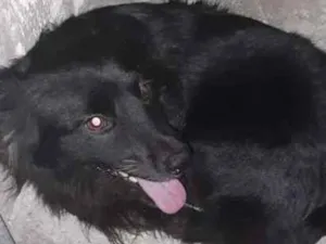 Cachorro raça srd idade 1 ano nome fofa