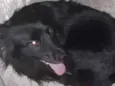 fofa