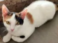 SOPHIE 