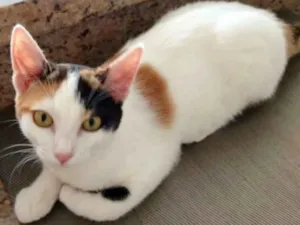 Gato raça SRD idade 2 a 6 meses nome SOPHIE 