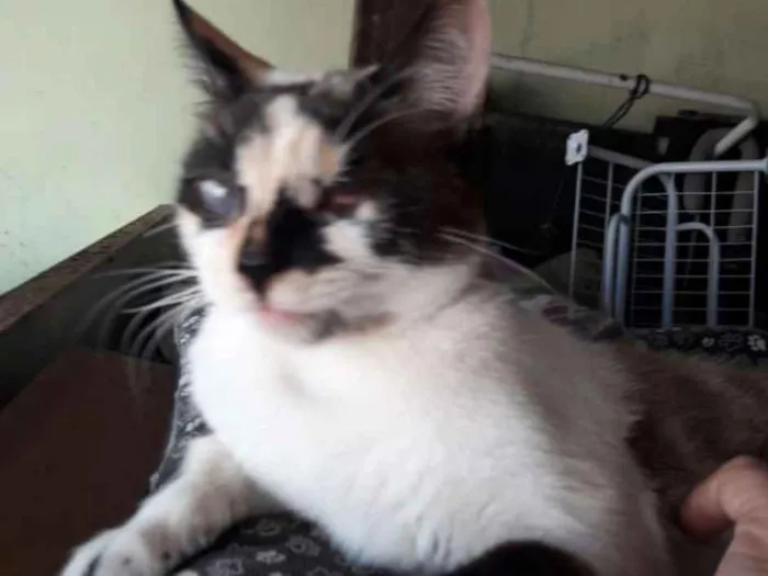 Gato ra a SRD idade 7 a 11 meses nome FLORZINHA 