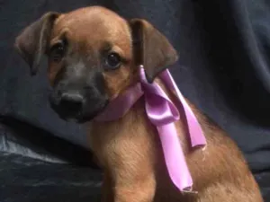 Cachorro raça SRD idade 2 a 6 meses nome Maia 