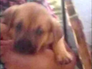 Cachorro raça srd idade Abaixo de 2 meses nome maezinha e bebes