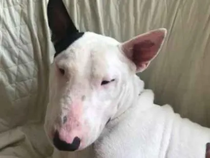 Cachorro raça Bullterrier idade 3 anos nome BILL GRATIFICA