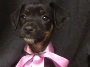 Cachorro raça SRD idade 2 a 6 meses nome Rubi