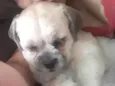 TED
