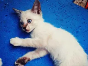 Gato raça  idade 2 a 6 meses nome Sem nome