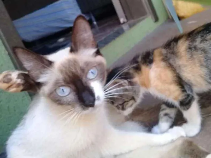 Gato ra a  idade Abaixo de 2 meses nome Sem nome 