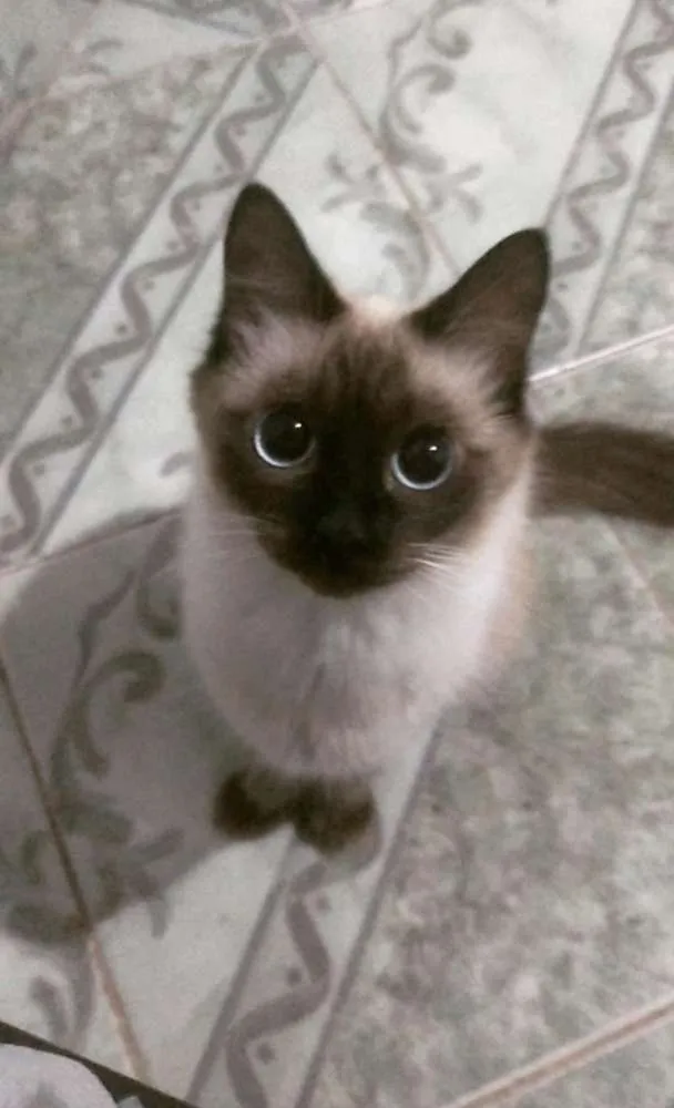 Gato ra a Siamês idade 1 ano nome Luna