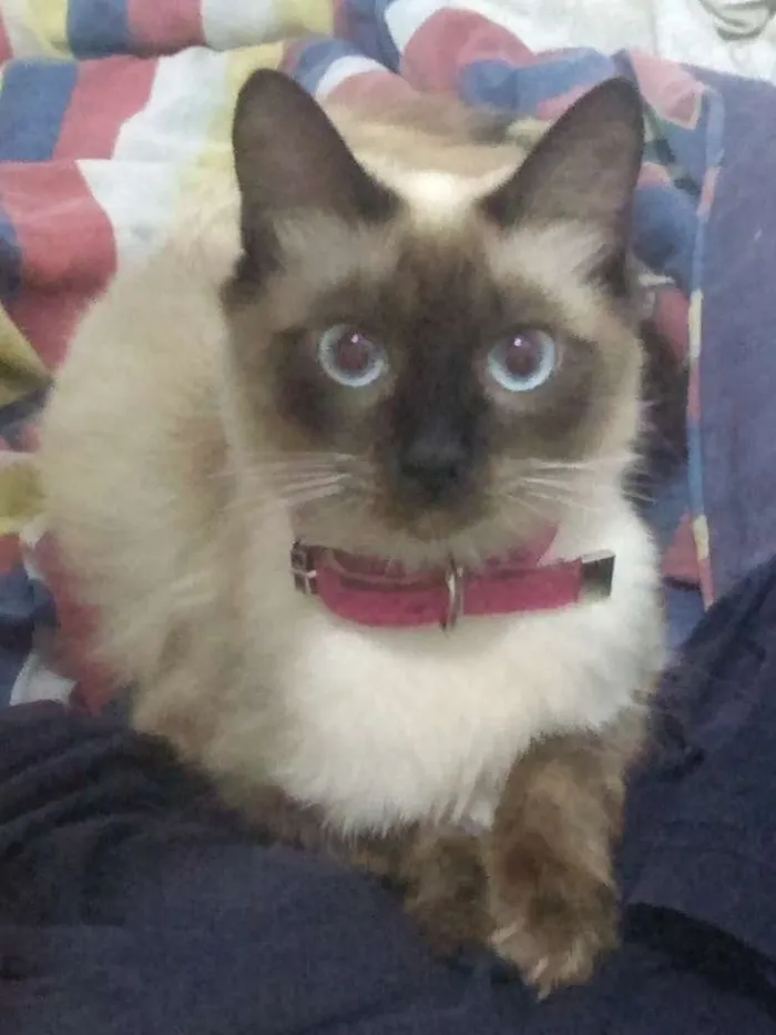 Gato ra a Siamês idade 1 ano nome Luna