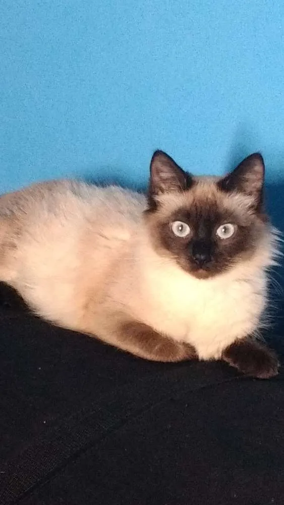 Gato ra a Siamês idade 1 ano nome Luna