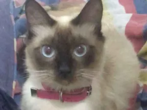 Gato raça Siamês idade 1 ano nome Luna